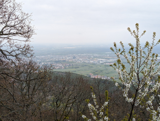 Hohe Loog, Neustadt
16. April 2023